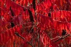 Essigbaum in Herbstfärbung