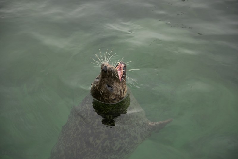 Seehundstation Friedrichskoog