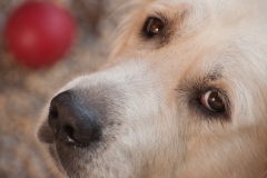 Unser Balu